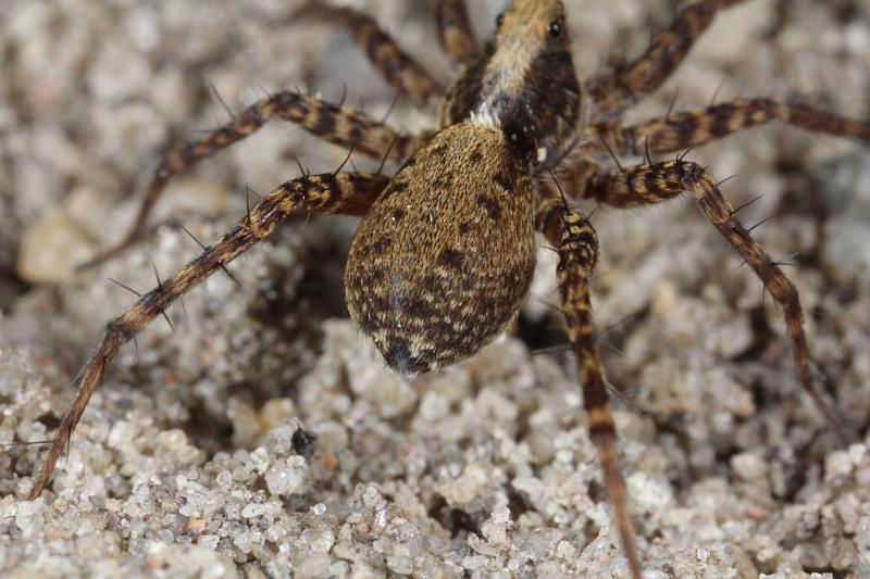 Pardosa_lugubris_D7412_Z_88_NP De Hoge Veluwe_Nederland.jpg